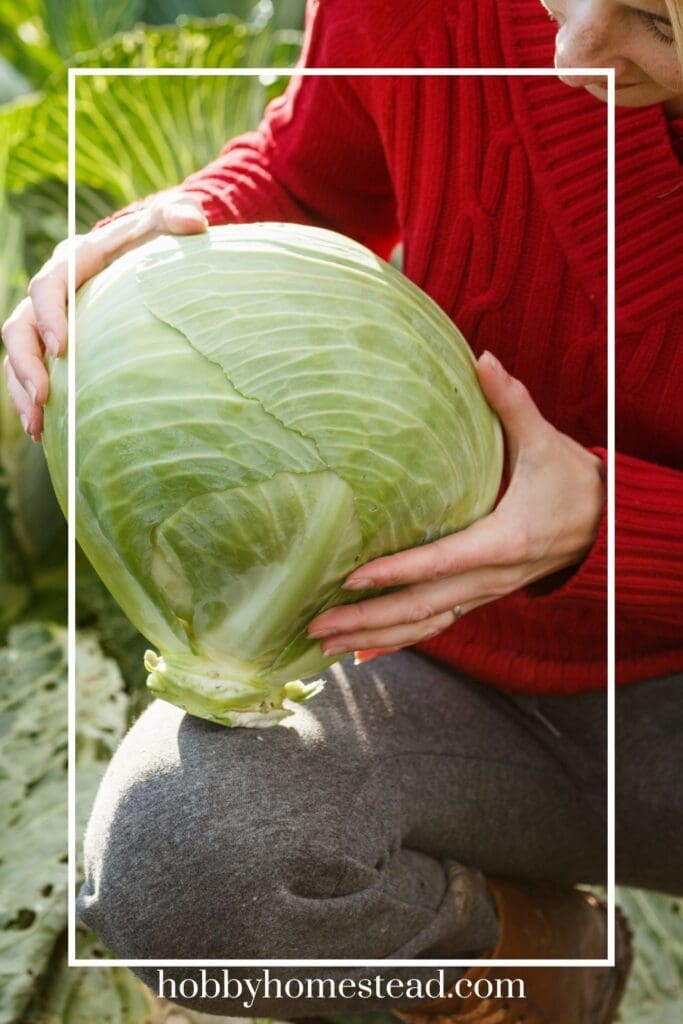 Harvesting a Large Head of Green Cabbage