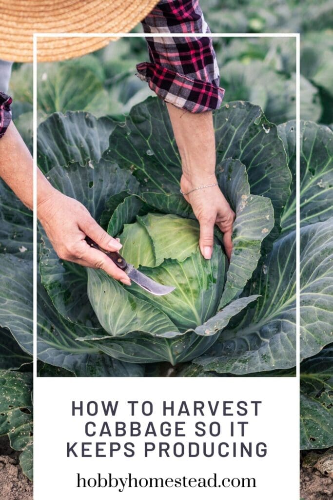 How to harvest cabbage so it keeps producing