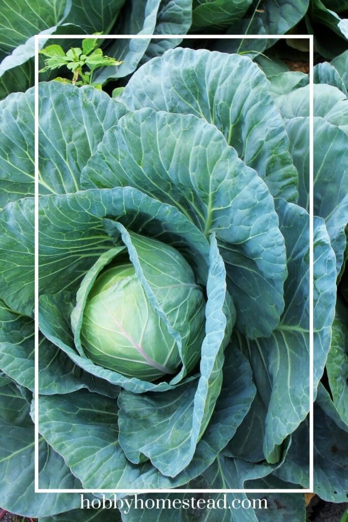 Smaller Cabbage Head Regrowth