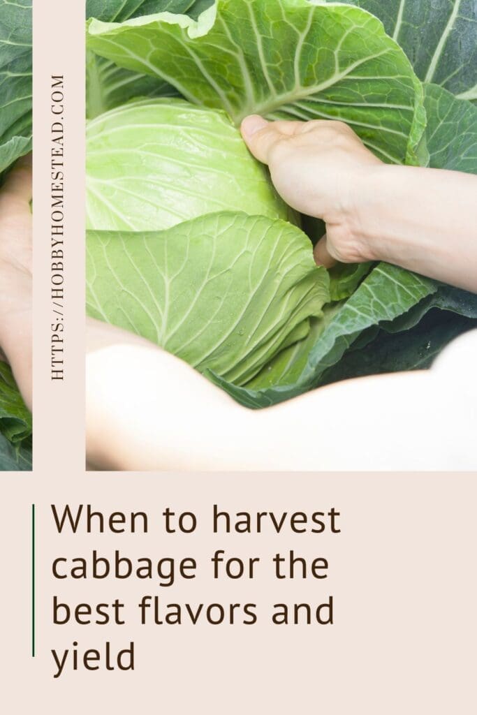 When to harvest cabbage for the best flavors and yield