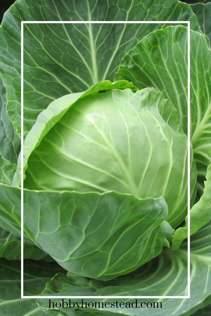 full-grown head of cabbage
