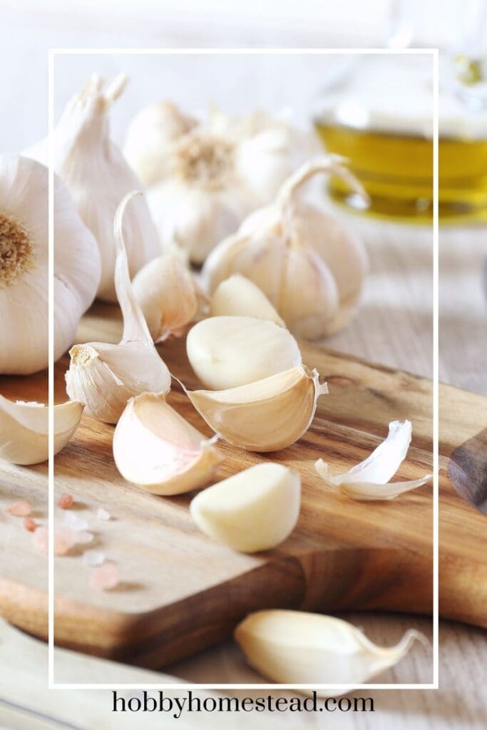 peeling fresh garlic for recipe