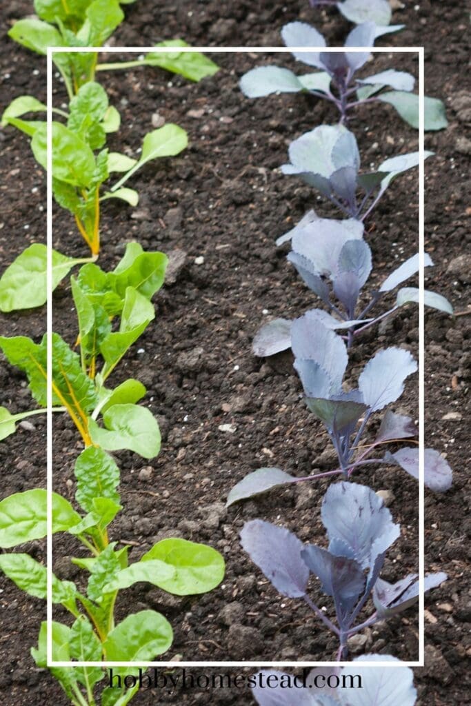 staggering your plantings in the garden
