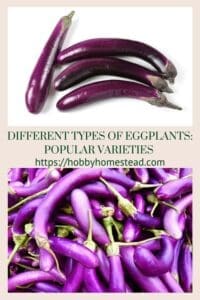 Different Types of Eggplants Popular Varieties