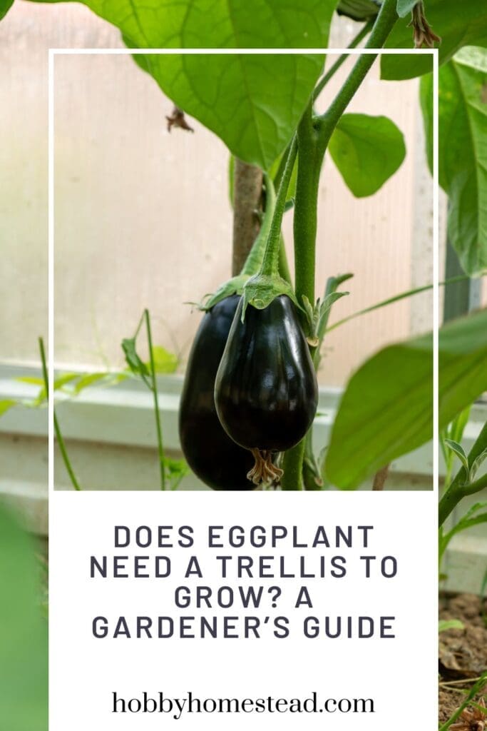 Does Eggplant Need a Trellis to Grow A Gardener’s Guide