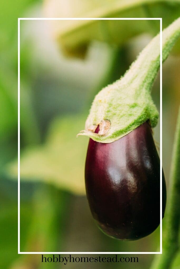 Eggplant Fruit Starting to Grow