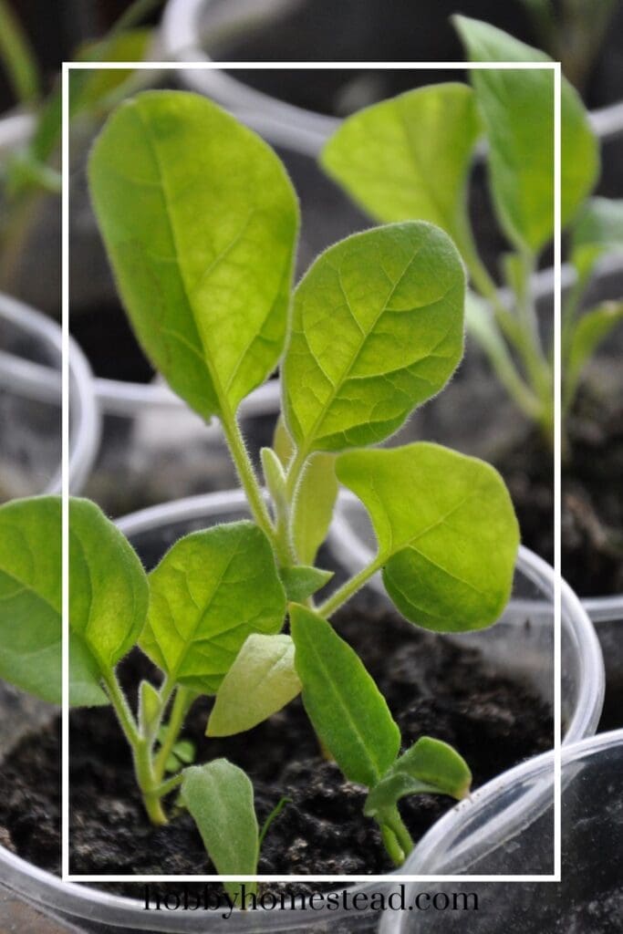 Eggplant Seedlings in Cups