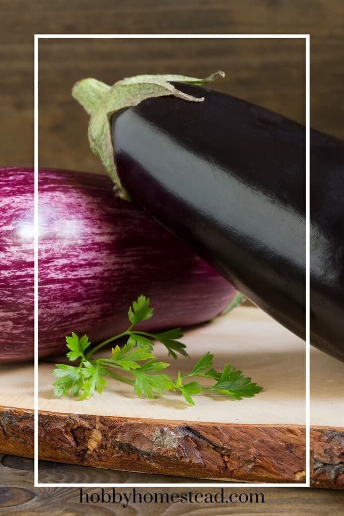 Eggplant Varieties