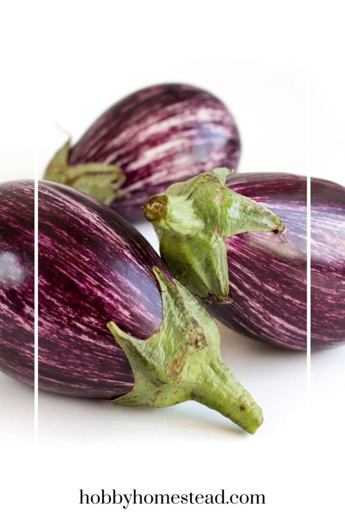 Fresh Picked Eggplants