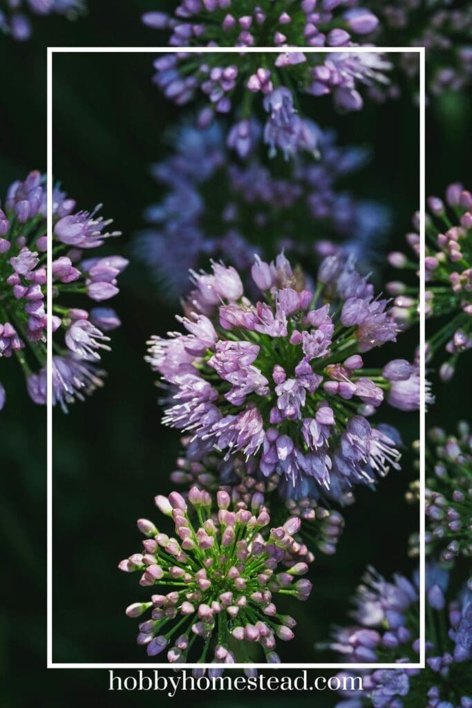 Garlic Flowering