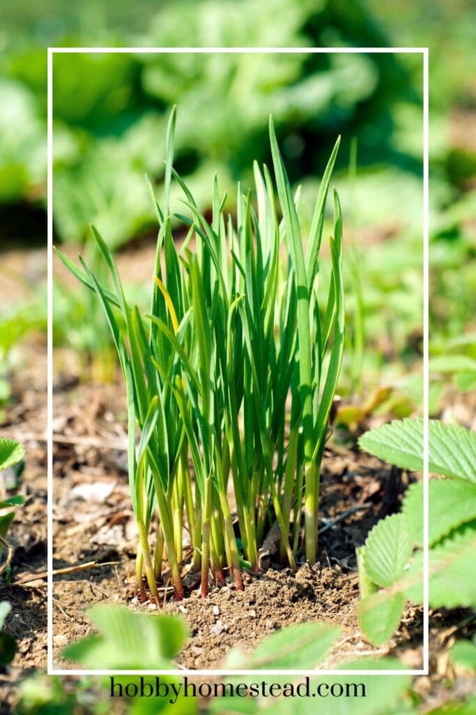 Growing Garlic Chives