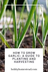 How to Grow Garlic A Guide to Planting and Harvesting