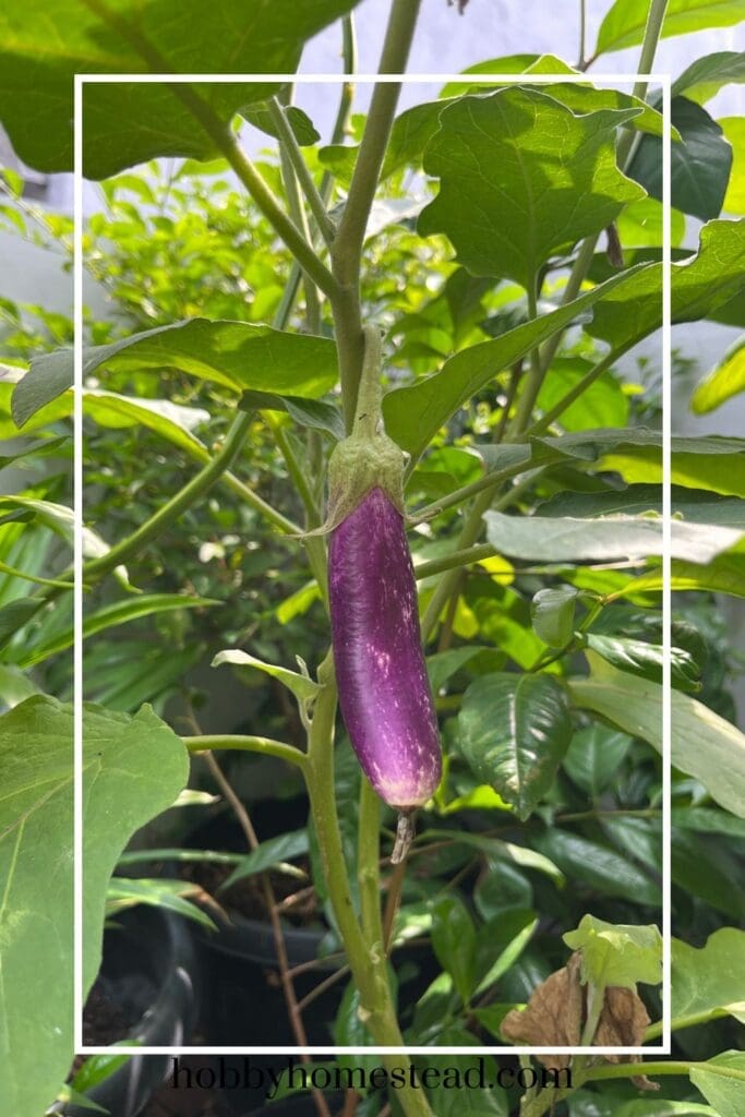 Long Eggplant Just Starting to Grow