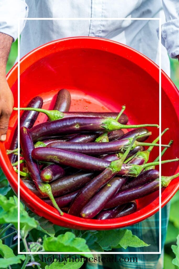 Picking Long Eggplant Fruits