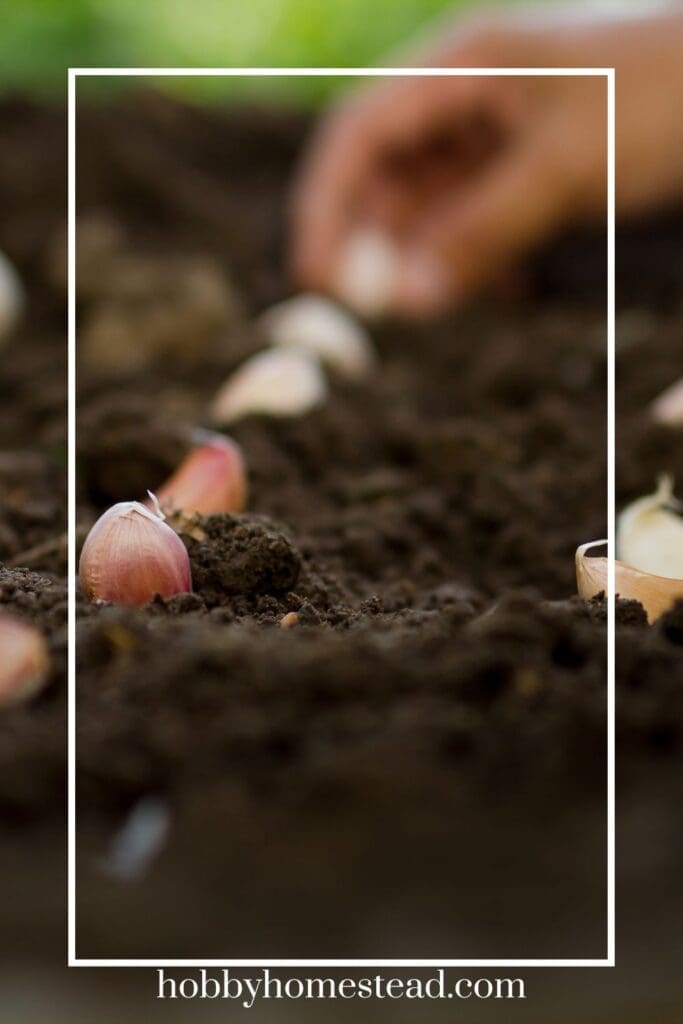 Planting Garlic Bulbs