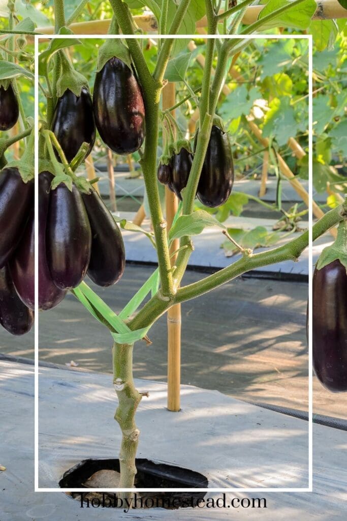 Supporting Eggplant Plants