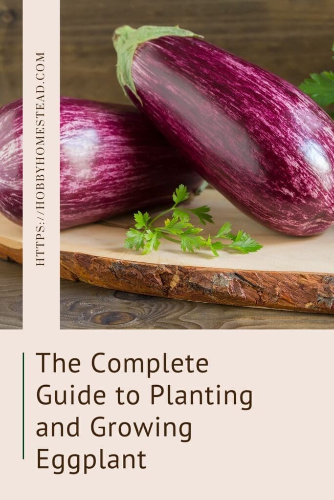 The Complete Guide to Planting and Growing Eggplant