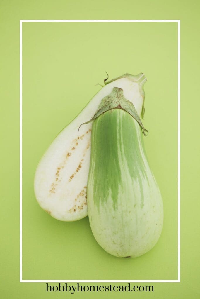 White Eggplant Variety