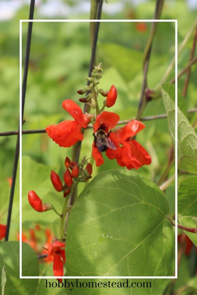 Beautiful Scarlett Flowers on the runner bean vines