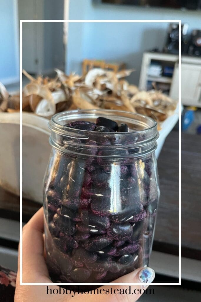 Jar of Dried Scarlett Runner Beans
