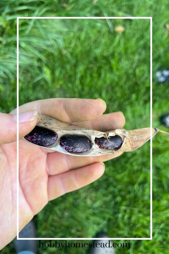 Mature Runner Beans with the Pod Dried Down