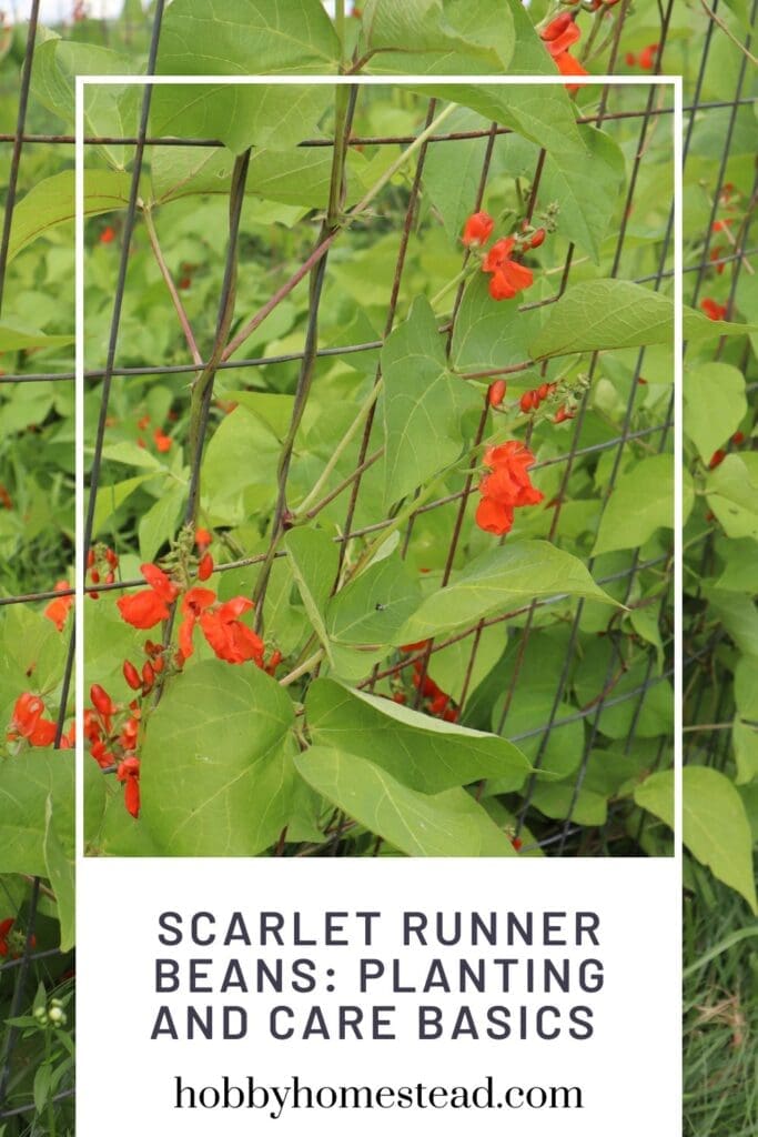 Scarlet Runner Beans Planting and Care Basics