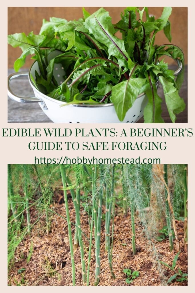 Edible Wild Plants A Beginner’s Guide to Safe Foraging