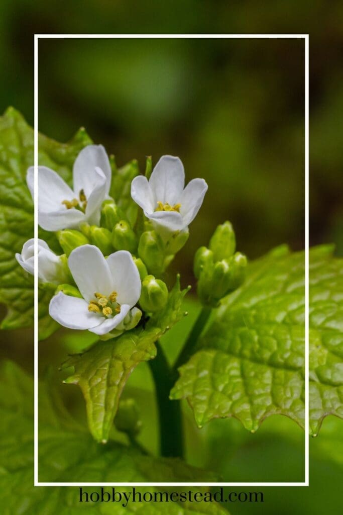 Garlic Mustard Plant