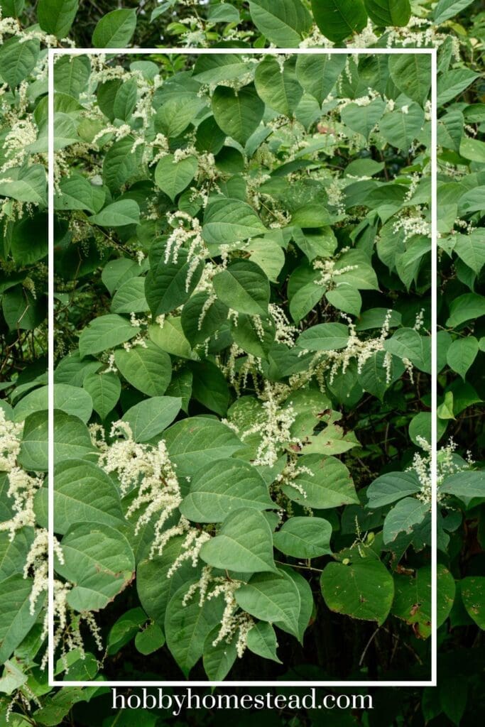 Japanese Knotweed Plant