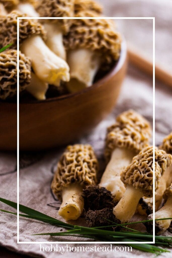 Morel Mushrooms