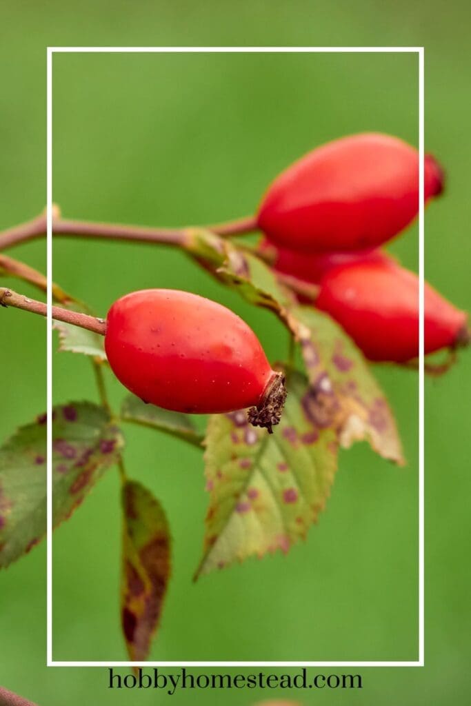 Rose Hips Plant