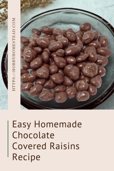 Stunning Can Dogs Have Chocolate Covered Raisins image