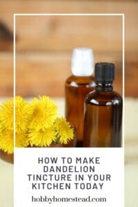 How to Make Dandelion Tincture in Your Kitchen Today
