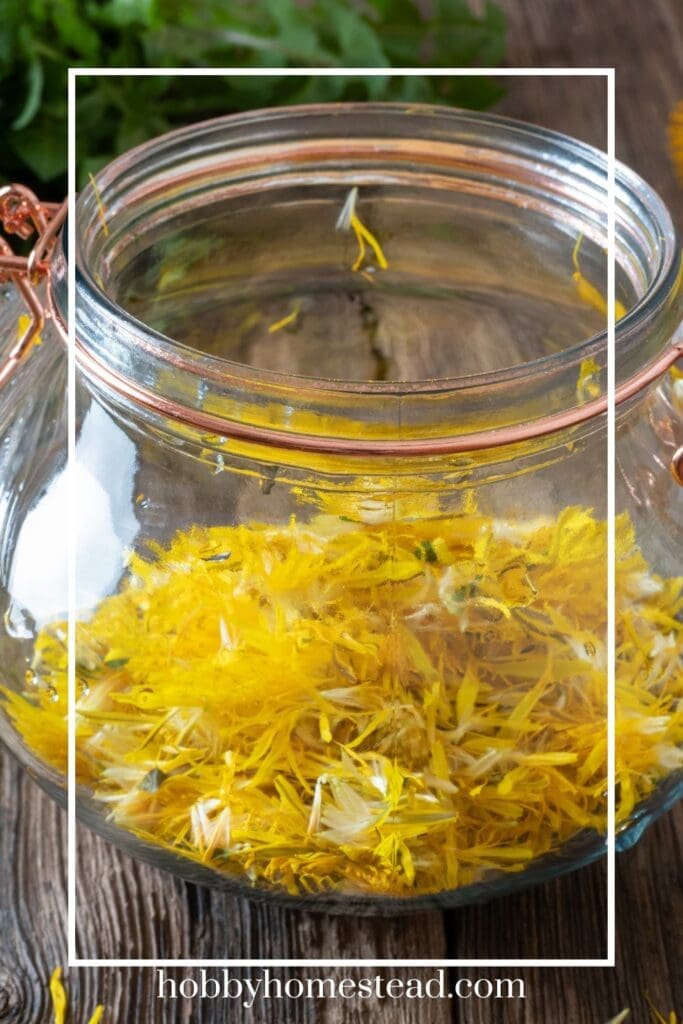 Making the Dandelion Tincture