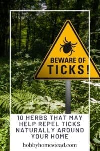 10 Herbs That May Help Repel Ticks Naturally Around Your Home