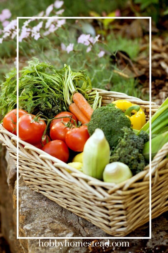 Basket full of Fresh Picked Vegetables