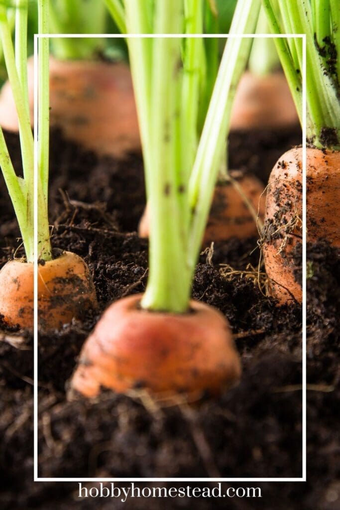 Carrot Spacing in Garden