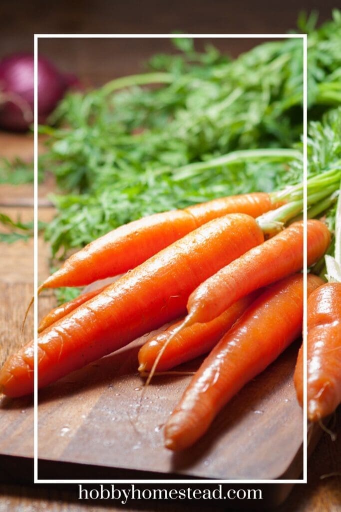 Fresh Garden Sweet Carrots