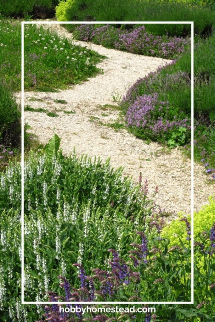 Herbs by Walkways
