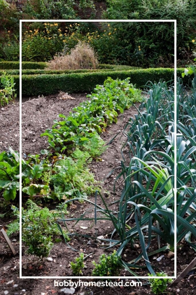 Herbs in a Vegetable Garden