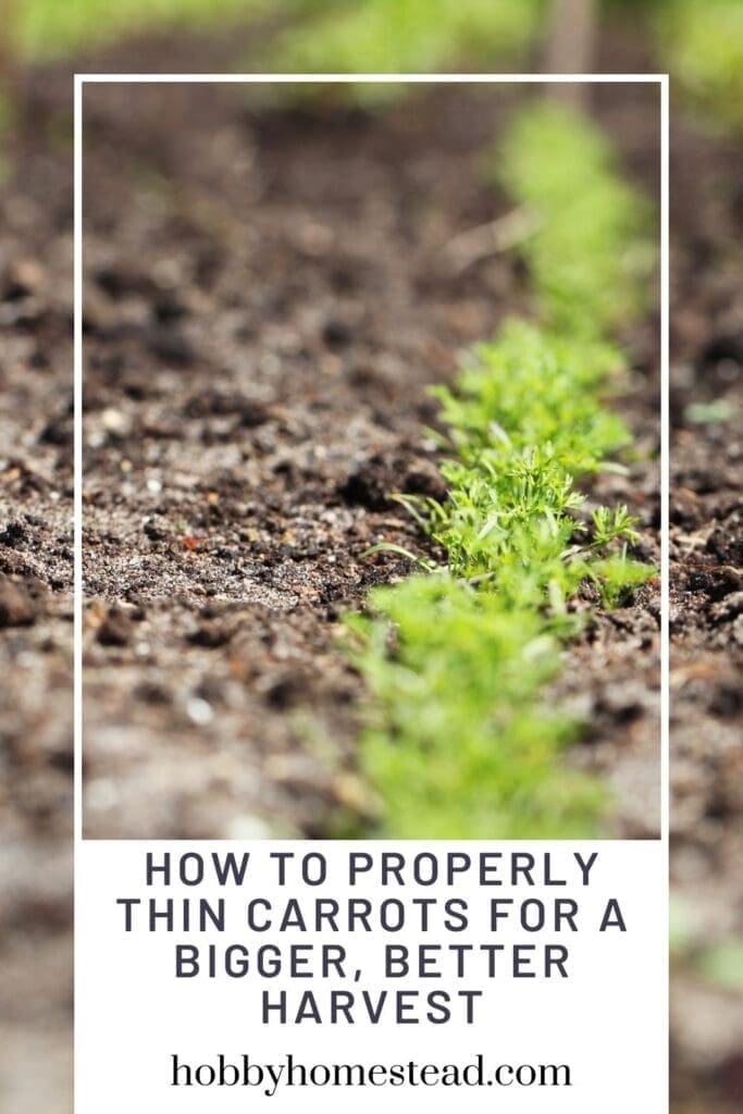 How to Properly Thin Carrots for a Bigger, Better Harvest