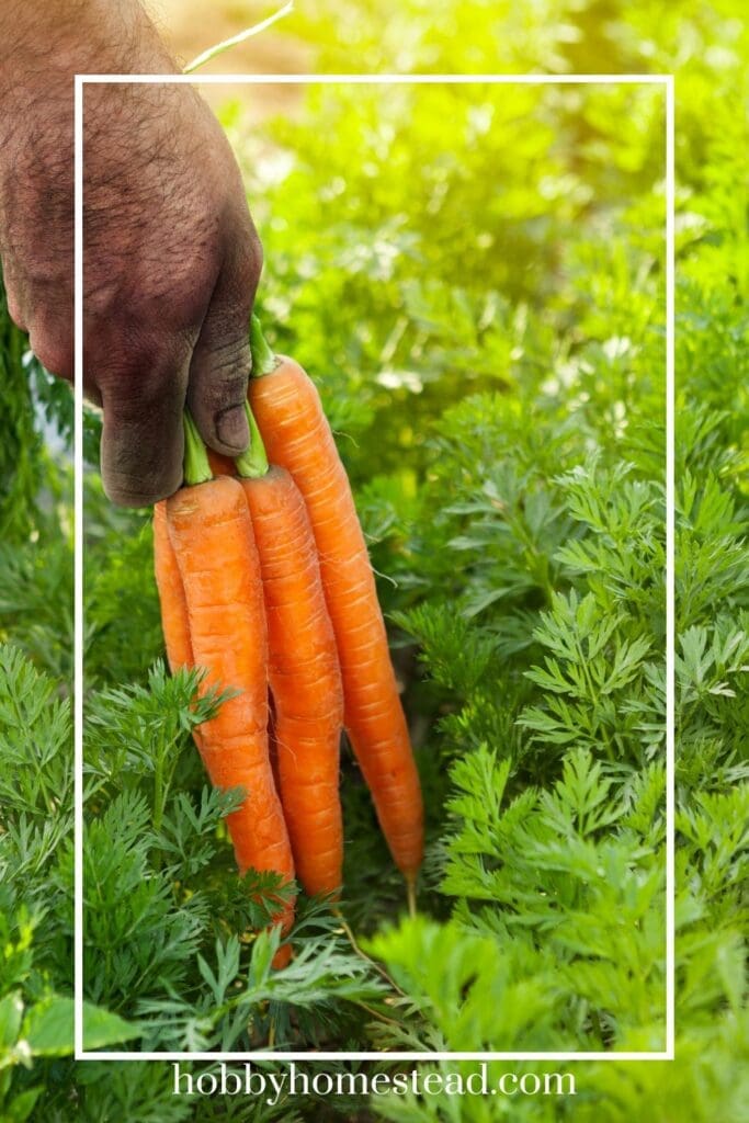Picking Carrots in Garden