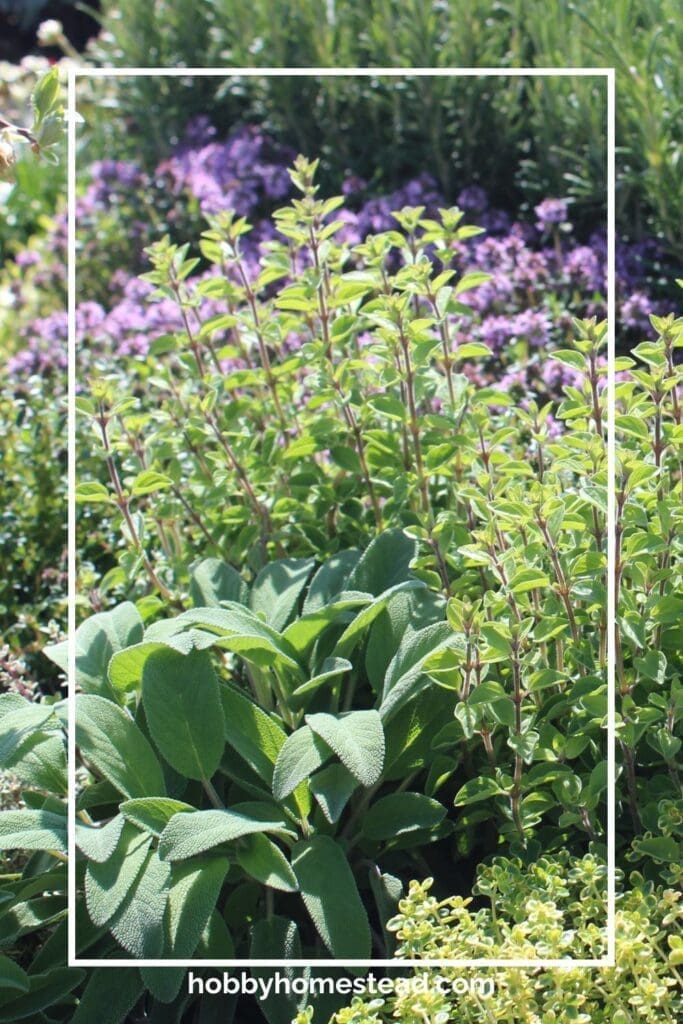 Planting Herbs in Clusters