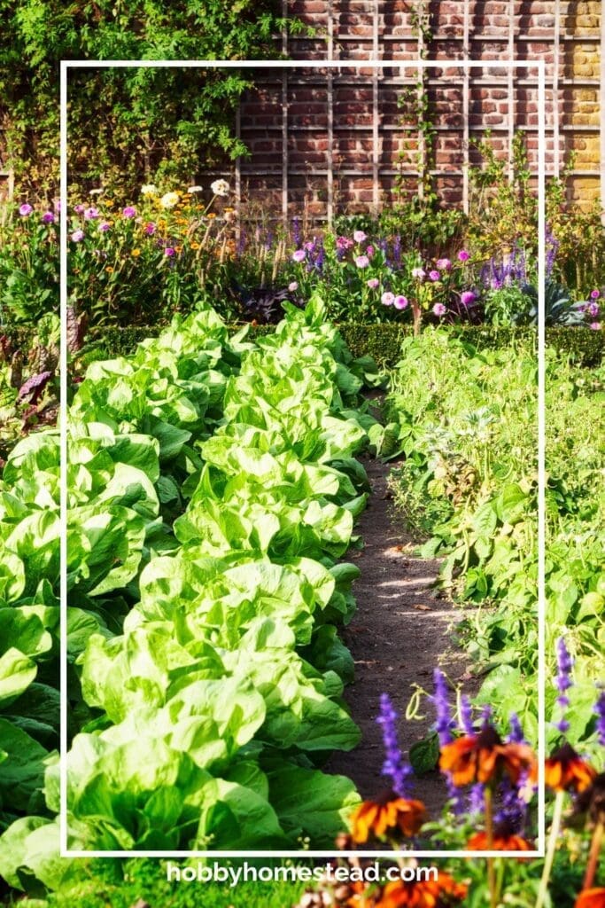 Planting Herbs in a Garden