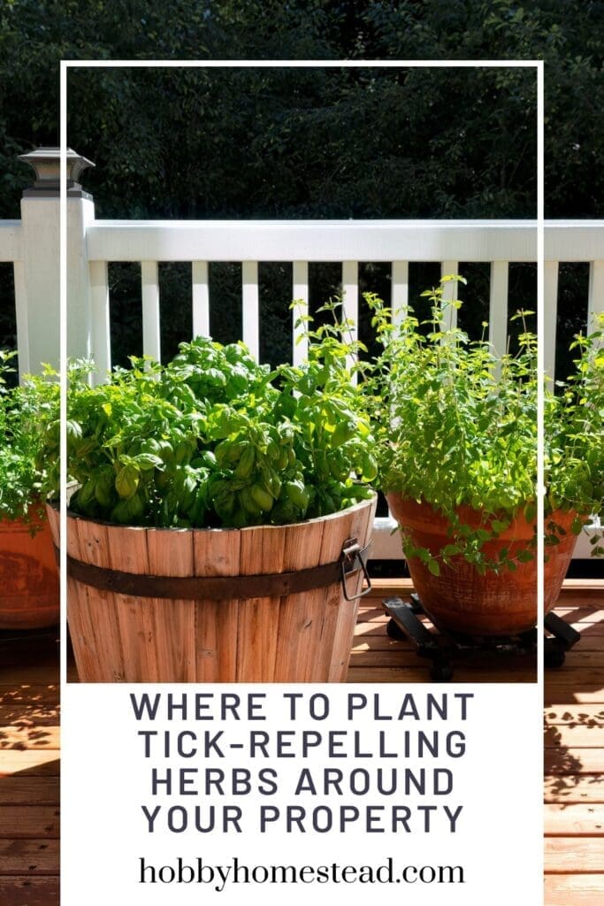 Where to Plant Tick-Repelling Herbs Around Your Property