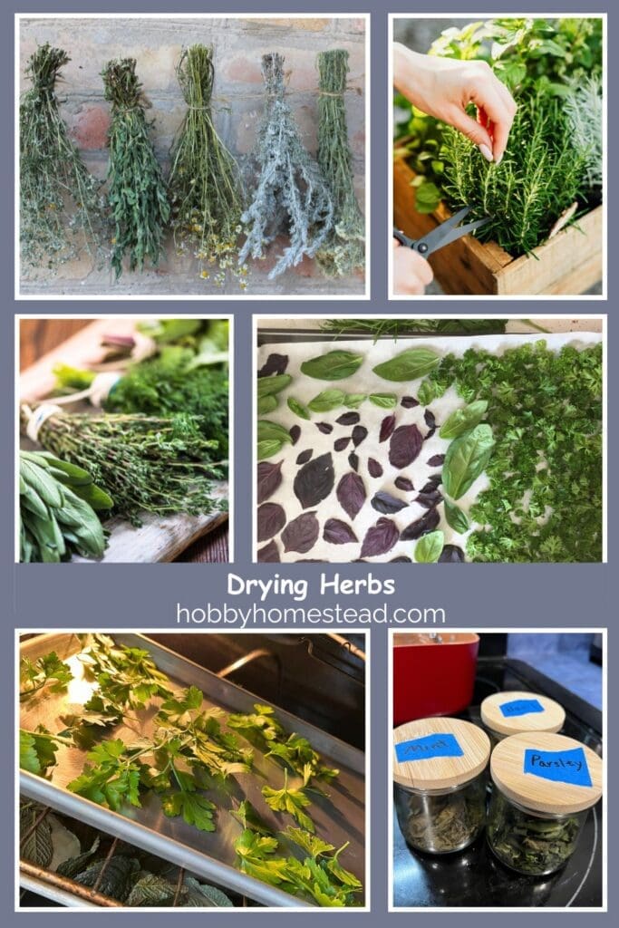 Drying Herbs