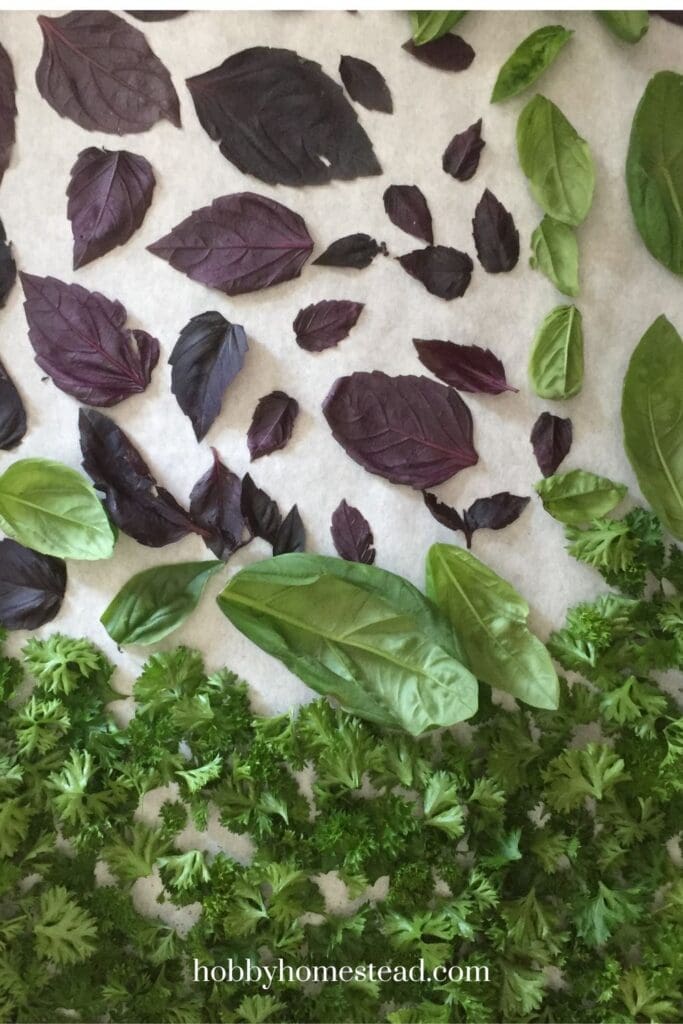 Preparing Herbs for Drying